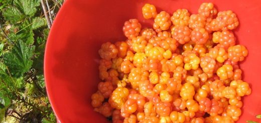cloudberries