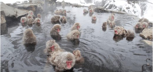 hakuba-ski-monkeys