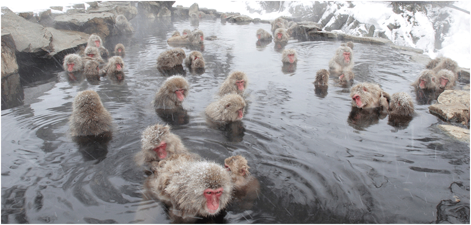 hakuba-ski-monkeys