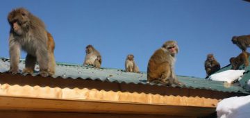 snow-monkeys-gulmarg